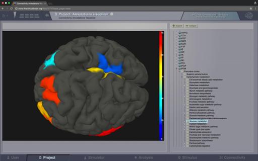 ViewBrainRegions_withMetabolismAnnotations.jpg