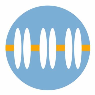 sfn2018 icon.jpg